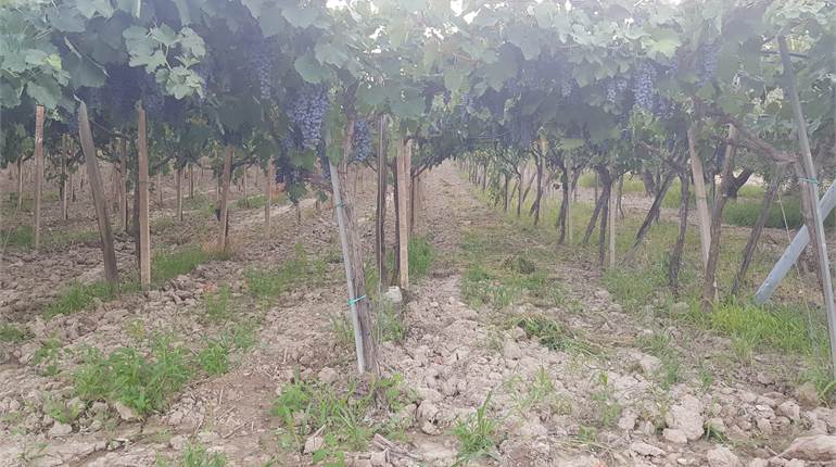 TERRENO DI HA 0,62 CON DIGA