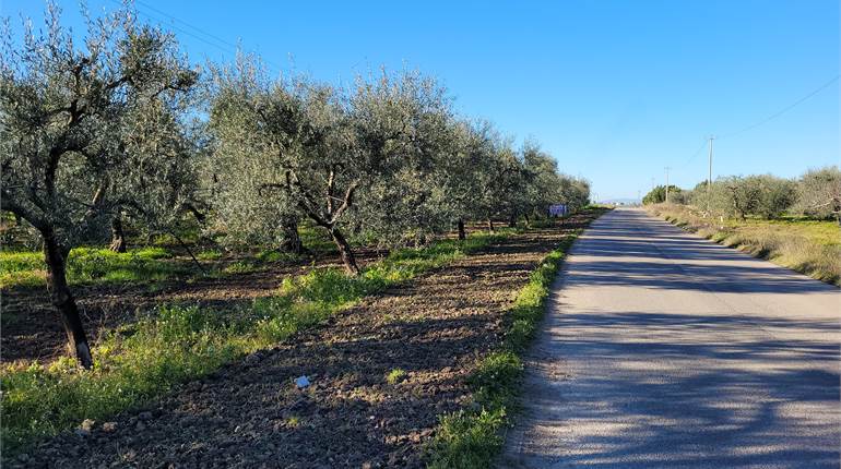 TERRENO SU VIA TRINITAPOLI