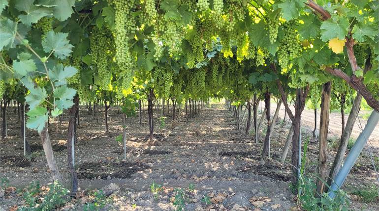 VIGNETO, OLIVETO E FRUTTETO CON DIGA