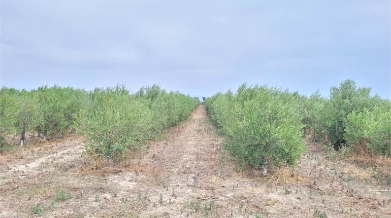 AZIENDA AGRICOLA MISTA