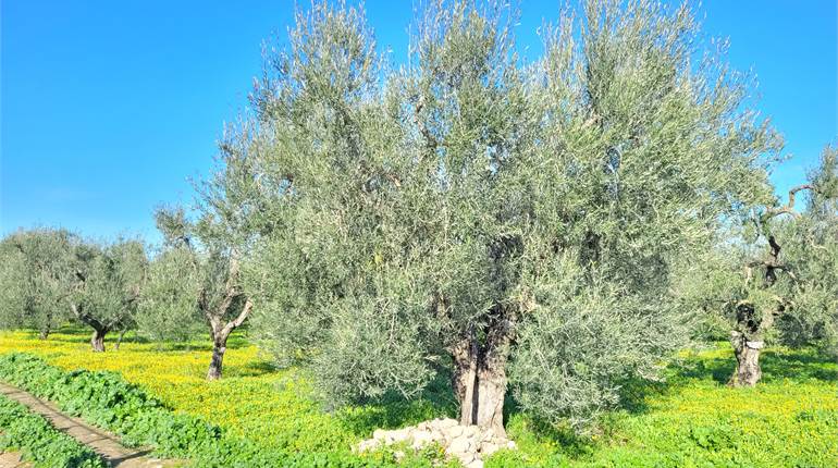 OLIVETO HA 3,90 DIGA ESCLUSIVA -ZONA TORRE QUARTO 