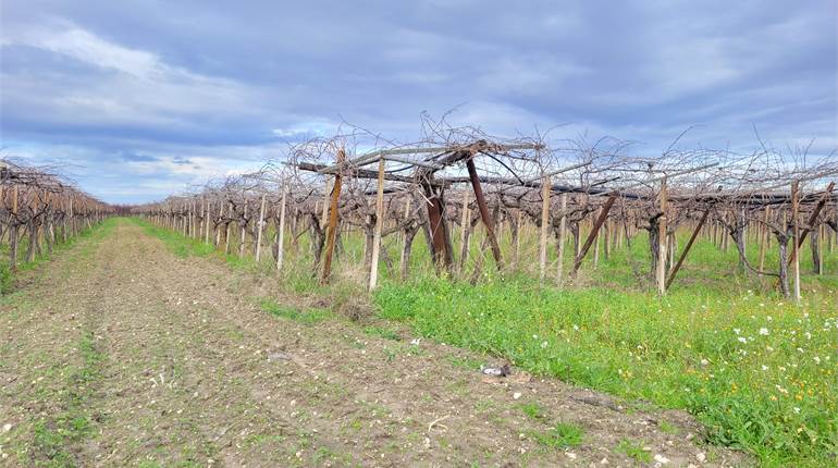 VIGNETO SANGIOVESE DI HA 1,23 CON POZZO E CORRENTE
