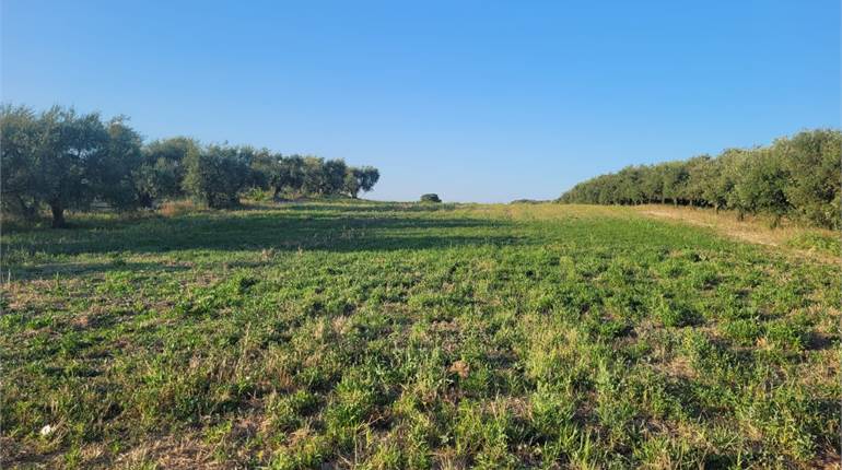 TERRENO DI HA 2,27  CON DIGA E POZZO