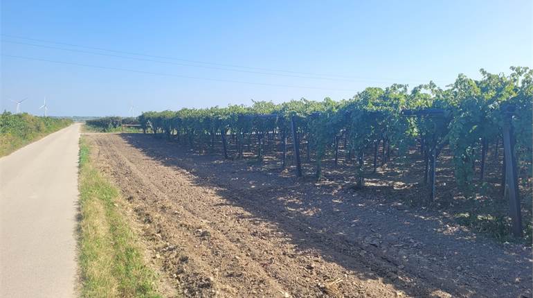 AZIENDA  AGRICOLA DI HA 18 