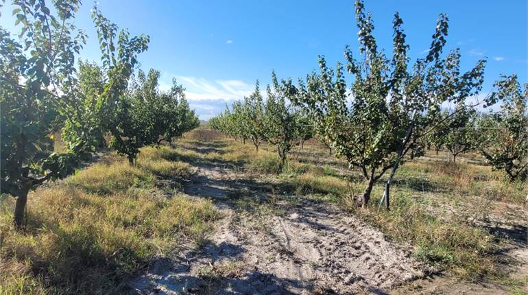 TERRENO HA 1,90 TRA FRUTTETO E OLIVETO LECCINO 