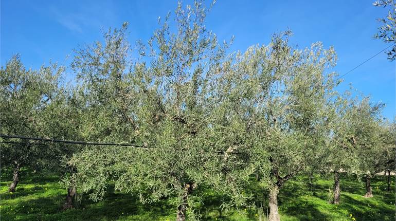 OLIVETO MQ 2700 VIA TRINITAPOLI