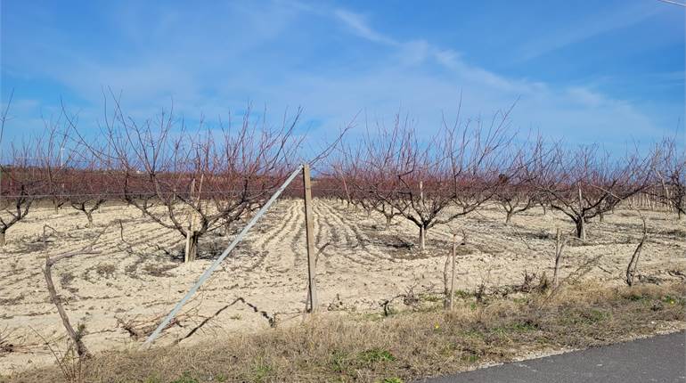 TERRENO HA 7,5 TRA VIGNETO E FRUTTETO