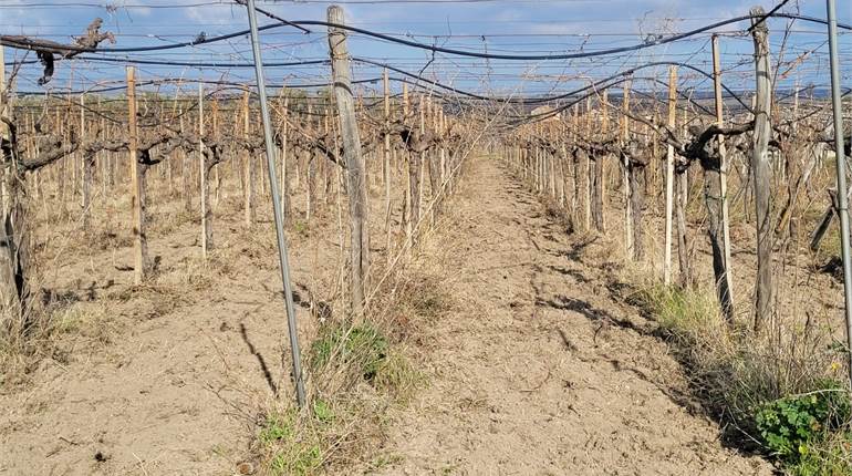 VIGNETO SANGIOVESE HA 1,20 CON DIGA