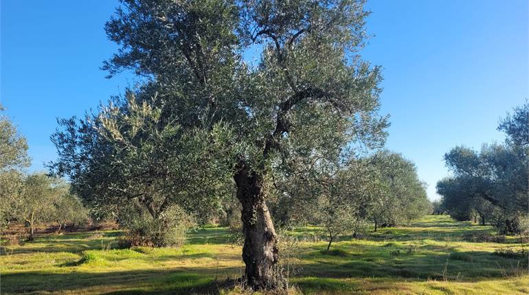 OLIVETO HA 1,15 PIANEGGIANTE