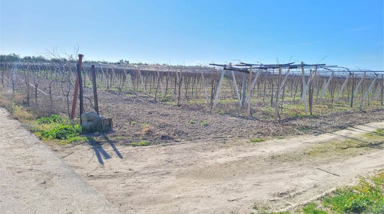 VIGNETO DI HA 16 IRRIGUO