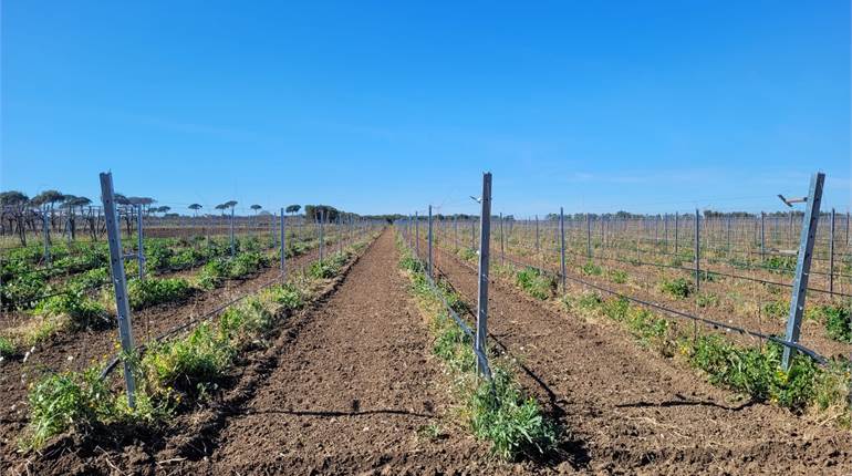 AZIENDA AGRICOLA DI HA 8,10 BIO