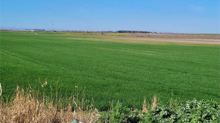 TERRENO AGRICOLO HA 11,30 MONTALTINO + TITOLI AGEA