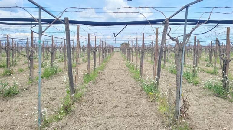 VIGNETO LAMBRUSCO IN ZONA POSTA PILA