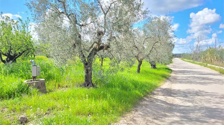 OLIVETO DI MQ 6500 CON DIGA