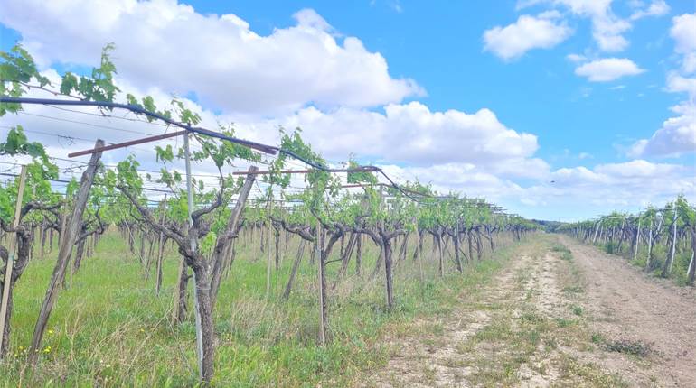 VIGNETO IRRIGUO ZONA PIGNATELLA