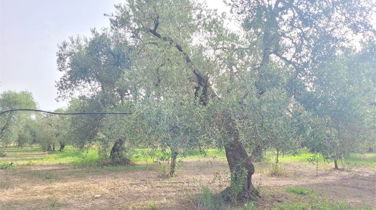 OLIVETO ZONA TAPPIA IRRIGUO