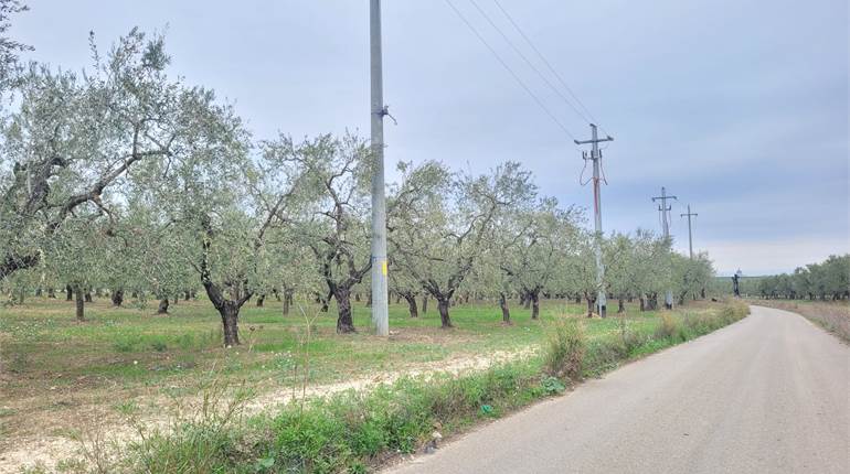 OLIVETO FRONTE STRADA E IRRIGUO