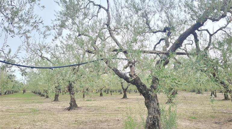OLIVETO FRONTE STRADA E IRRIGUO