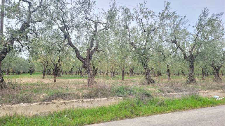 OLIVETO FRONTE STRADA