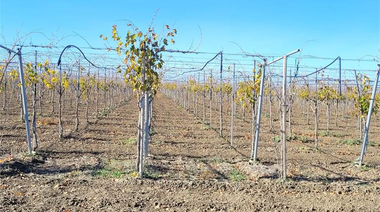 TERRENO HA 13 ZONA LA VANGELESE