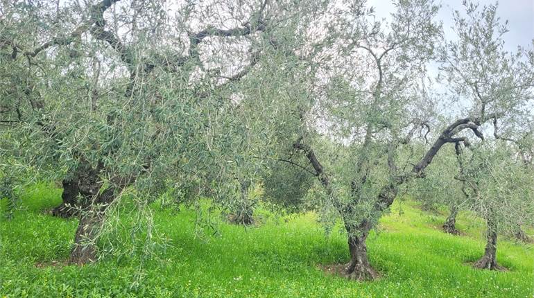 OLIVETO QUALITA' CORATINA HA 1,60 CIRCA
