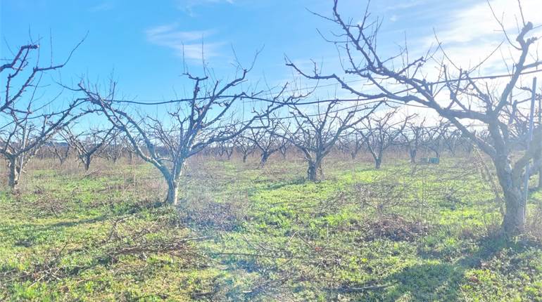 FRUTTETO HA 2,25  ZONA TORRE QUARTO 