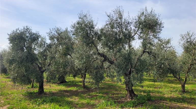 TERRENO DI HA 1,70 TRA OLIVETO E VIGNETO