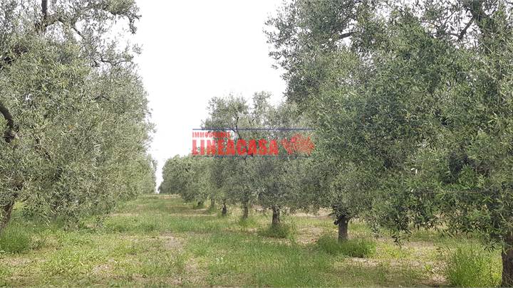 VIGNETO E OLIVETO HA 8,80 TOTALI