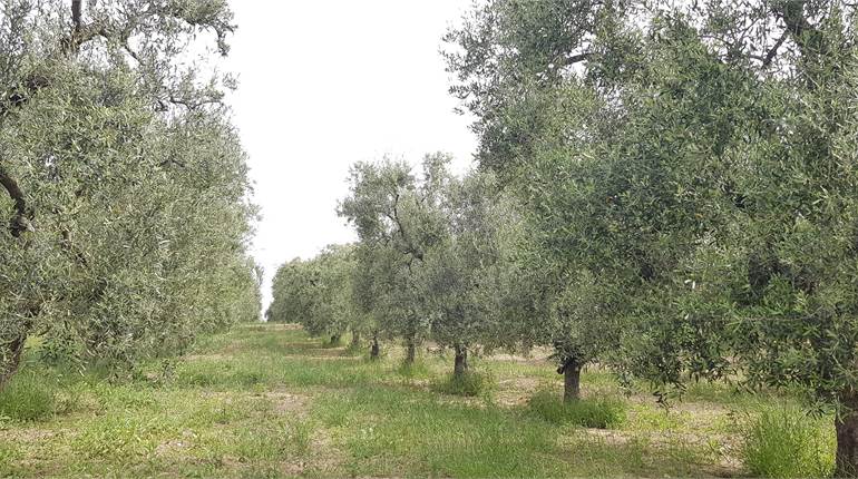 VIGNETO E OLIVETO HA 8,80 TOTALI