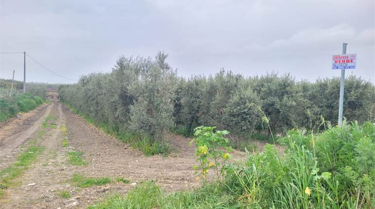 OLIVETO SUPERINTENSIVO A CIRCA 1 KM 