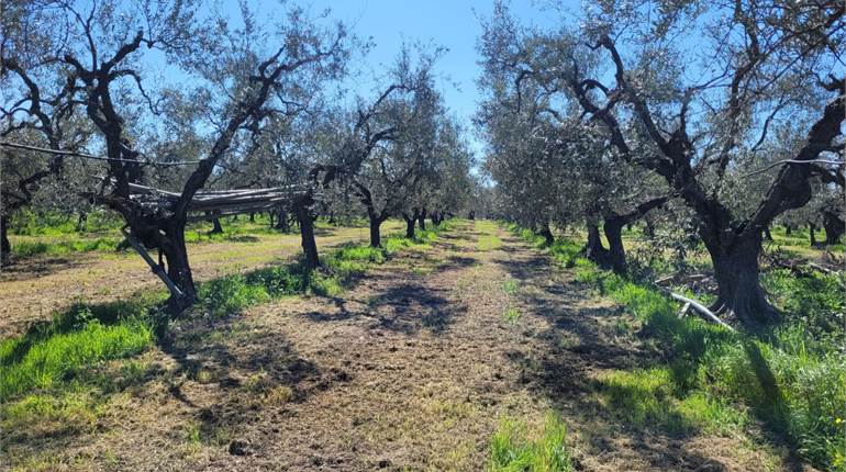OLIVETO E VIGNETO CON POZZO E DIGA
