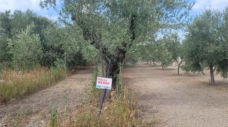 OLIVETO IRRIGUO DI MQ 4000