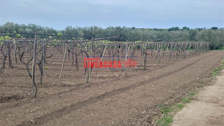 TERRENO MISTO OLIVETO - VIGNETO CON DIGA