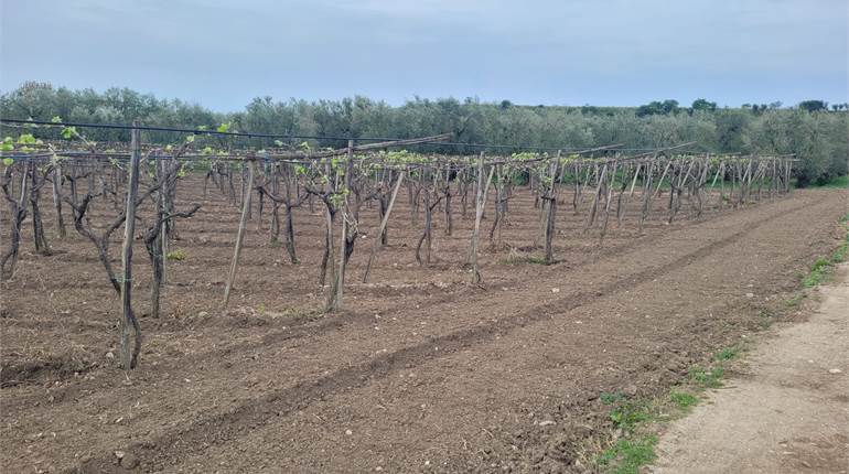 TERRENO MISTO OLIVETO - VIGNETO CON DIGA