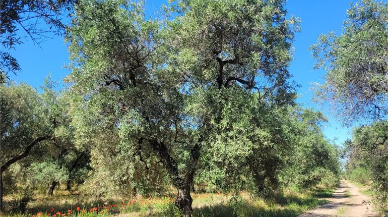 OLIVETO HA 1,32 ZONA CIMITERO