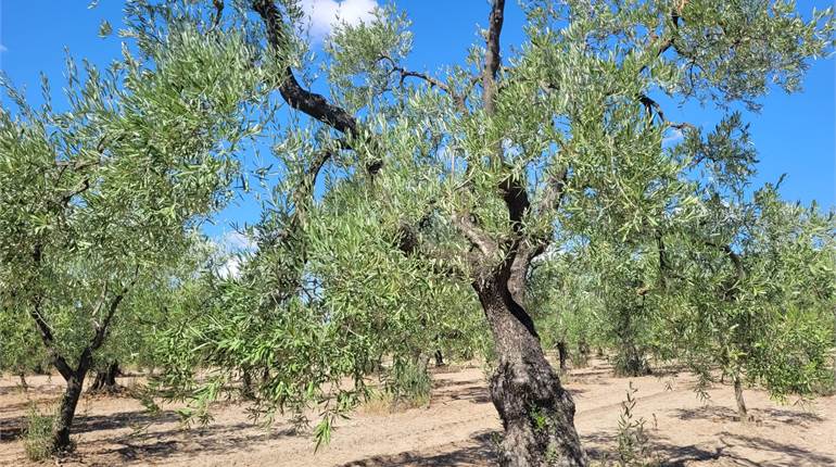 OLIVETO MQ 7000 CIRCA