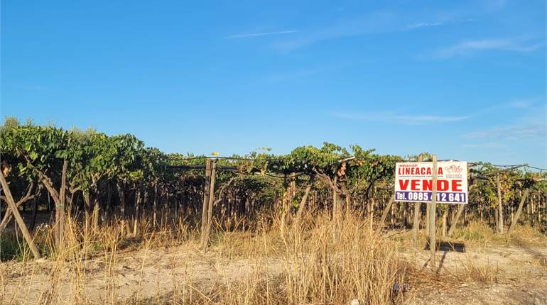 TERRENO VIGNETO FRONTE STRADA