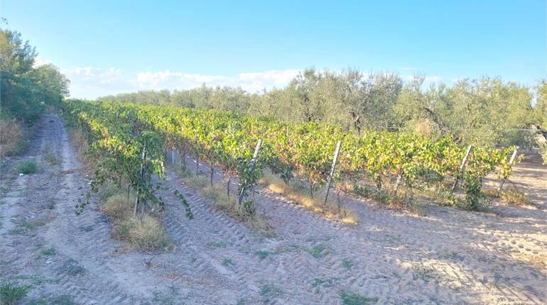 TERRENO DI HA 5,20 VIA TORRE QUARTO