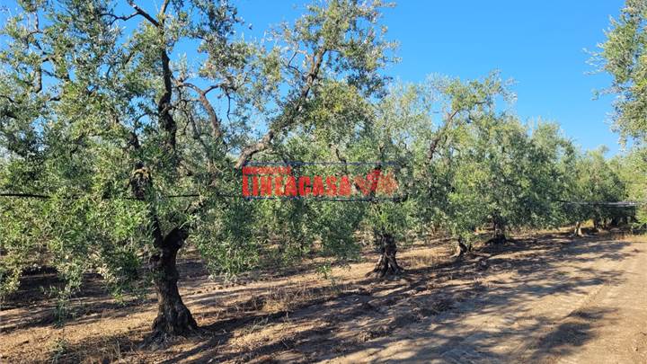 VIGNETO E OLIVETO DI HA 2,10