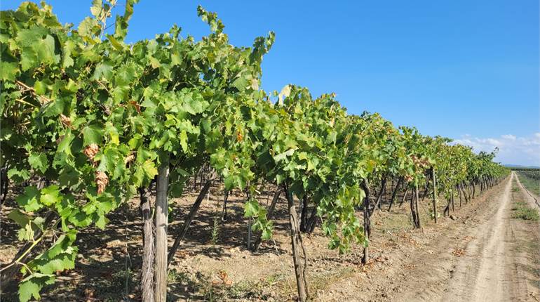 VIGNETO CON POZZO E DIGA HA 1,25