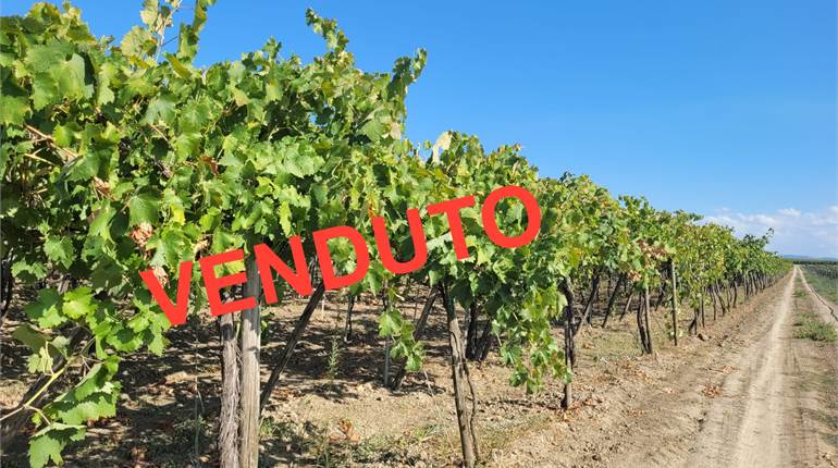 VIGNETO CON POZZO E DIGA HA 1,25