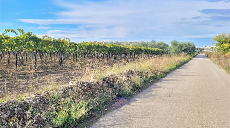TERRENO VIGNETO CON AMPIO FABBRICATO RURALE