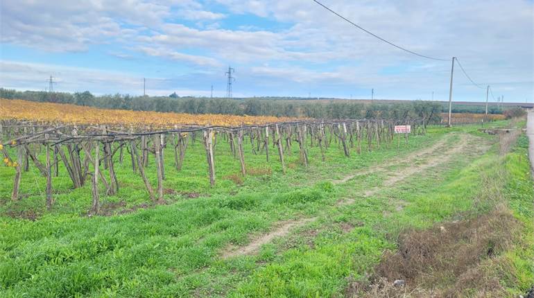 VIGNETO FRONTE STRADA IRRIGUO E CON DOPPIO ACCESSO