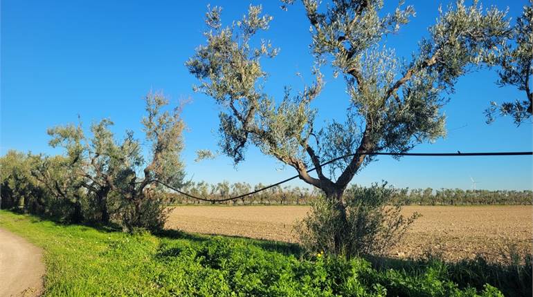 TERRENO SEMINATIVO CON POZZO E CORRENTE