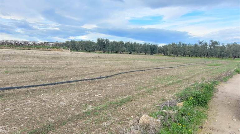 TERRENO DI 8 HA MISTO TRA VIGNETO E SEMINATIVO CON POZZO E DIGA