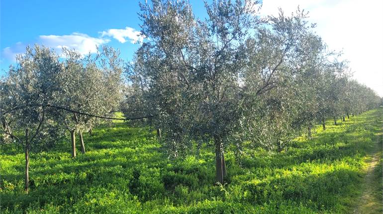 OLIVETO QUALITA' LECCINO FRONTE STRADA