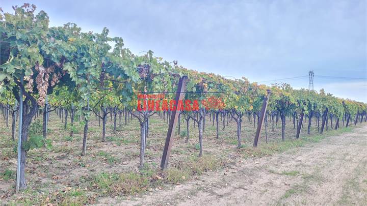 TERRENO AGRICOLO DI HA 12 TRA SEMINATIVO E VIGNETO GIOVANE TUTTO BIO