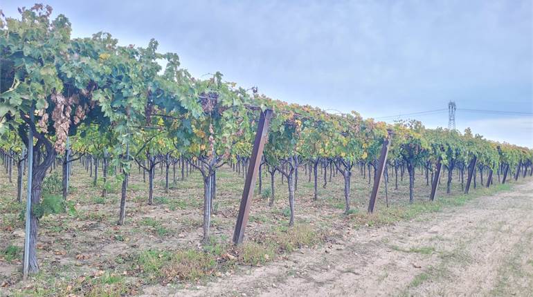 TERRENO AGRICOLO DI HA 12 TRA SEMINATIVO E VIGNETO GIOVANE TUTTO BIO