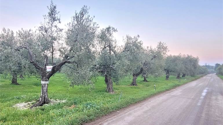 TERRENO OLIVETO CON CASETTINA ZONA SAN MARCO