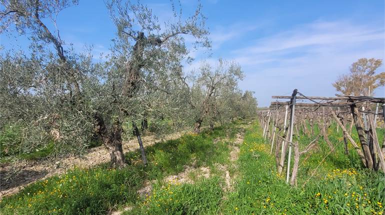 OLIVETO FRONTE STRADA IN VIA TORRE QUARTO